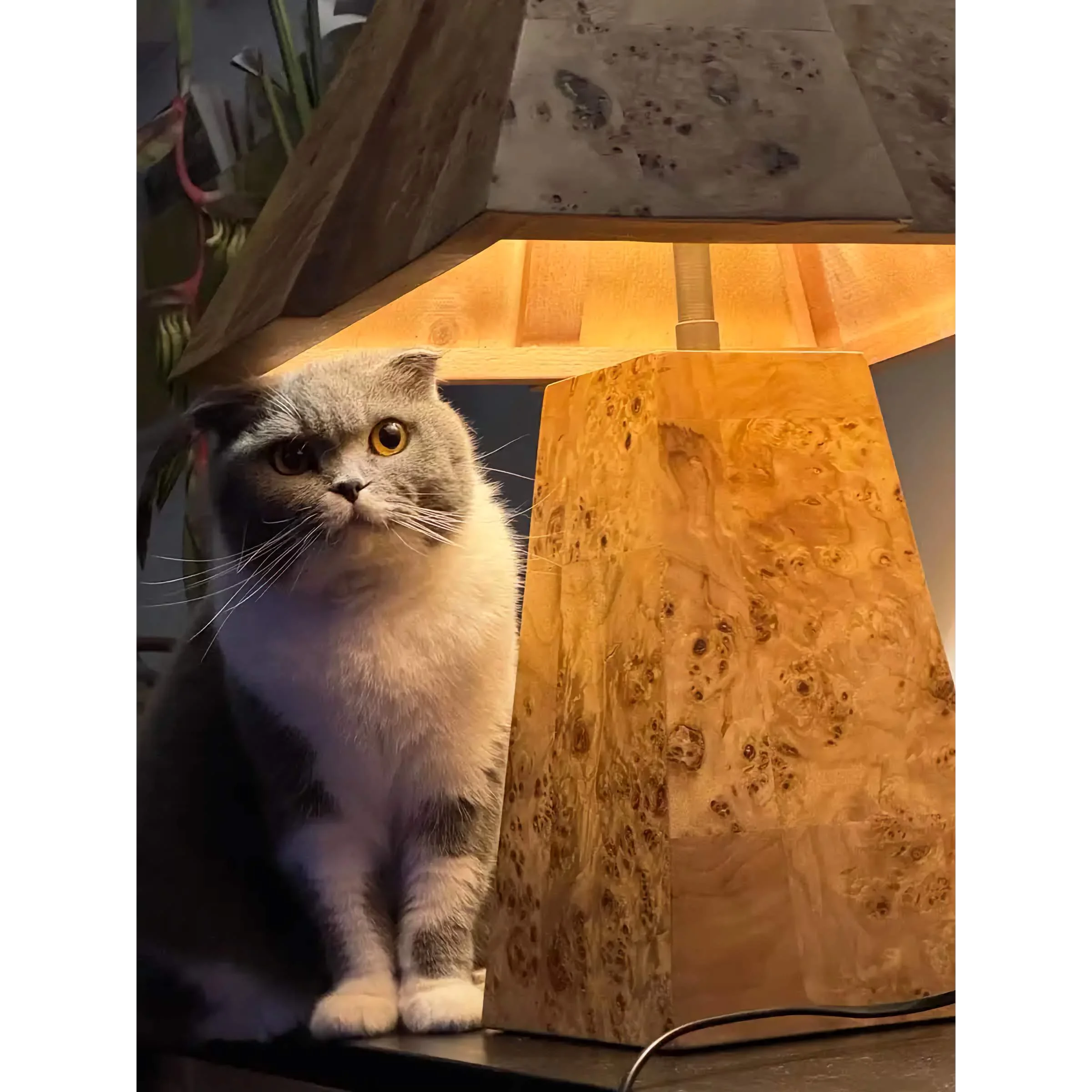 Burl Wood Table Lamp | Geometric Sculptural Veneer Lighting